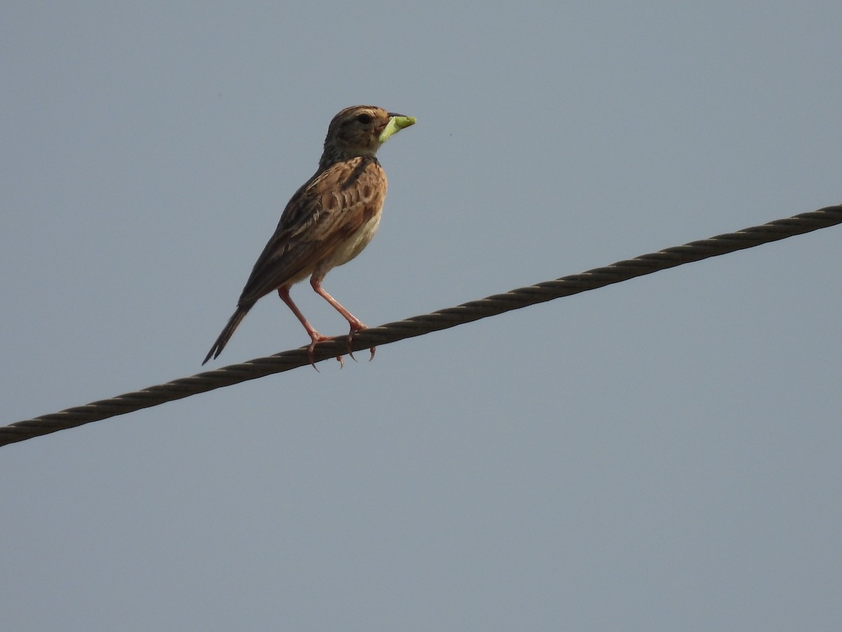 Indian Bushlark - ML483906751