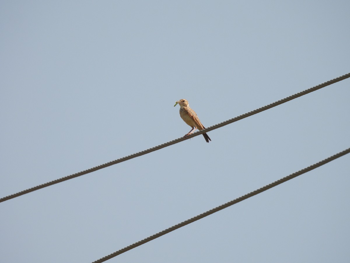 Indian Bushlark - ML483906761
