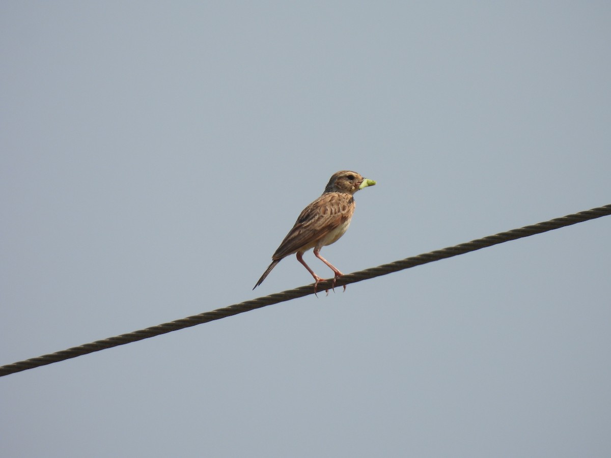 Indian Bushlark - ML483906771