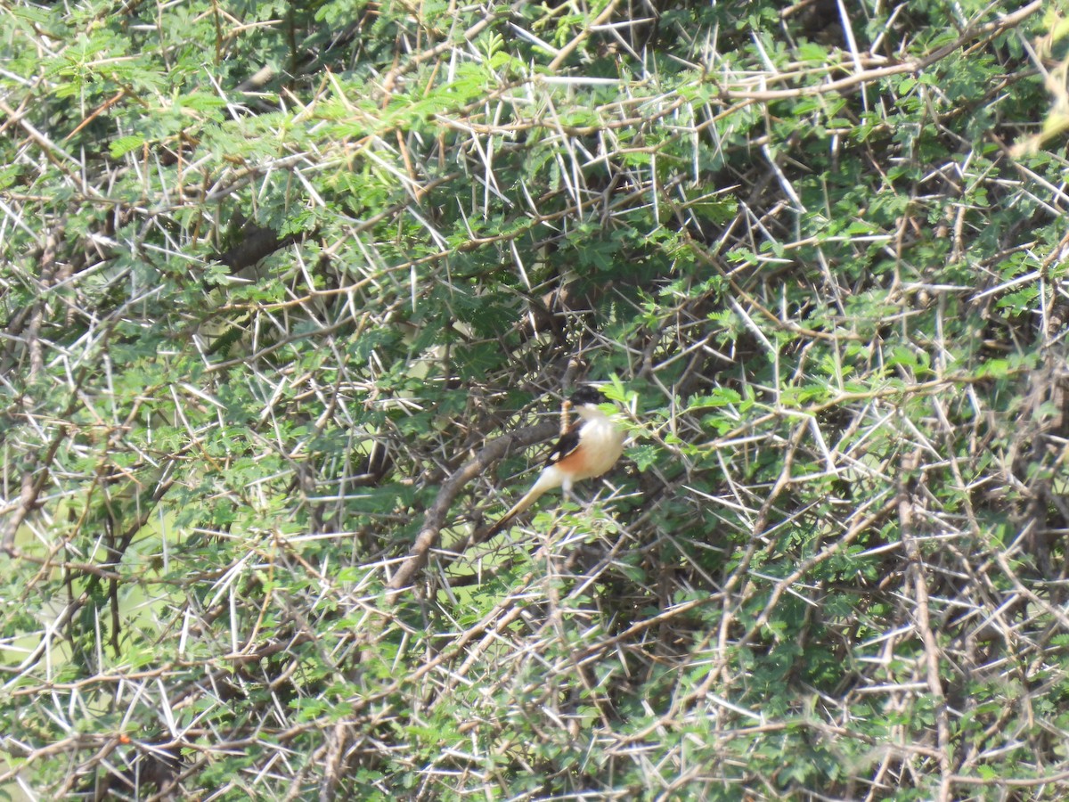 Bay-backed Shrike - ML483907201