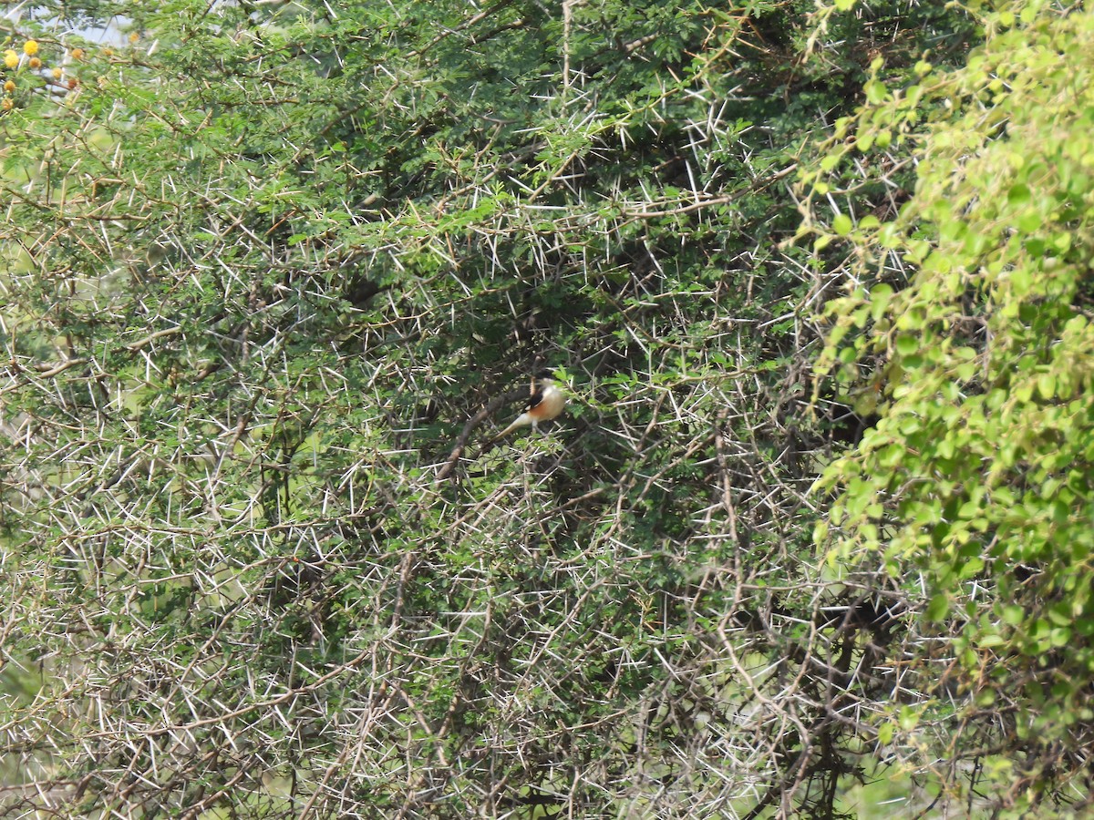 Bay-backed Shrike - ML483907221