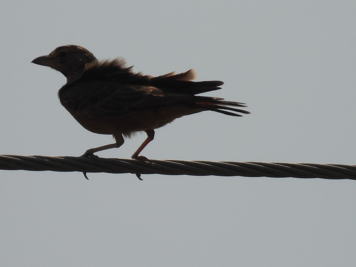 Rufous-tailed Lark - ML483907651