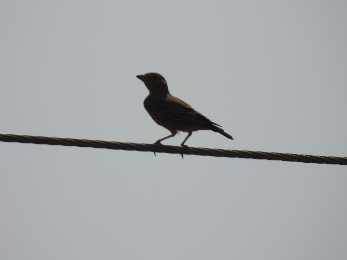Rufous-tailed Lark - ML483907671