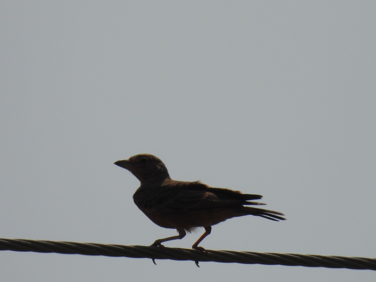 Rufous-tailed Lark - ML483907681