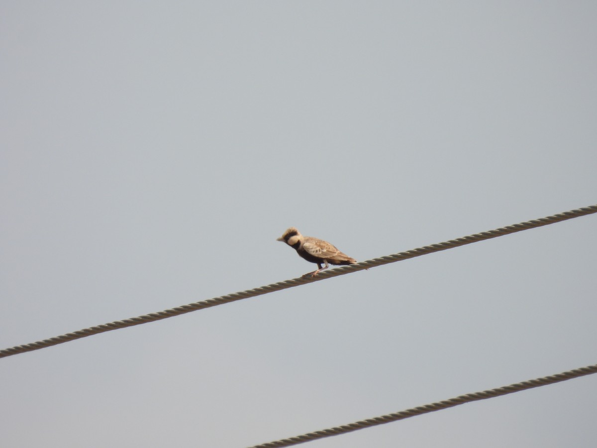 Ashy-crowned Sparrow-Lark - ML483907781