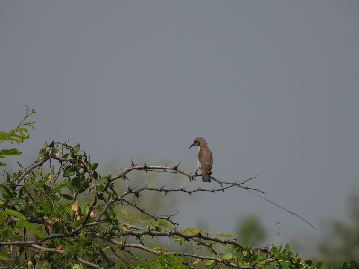 Purple Sunbird - ML483908011