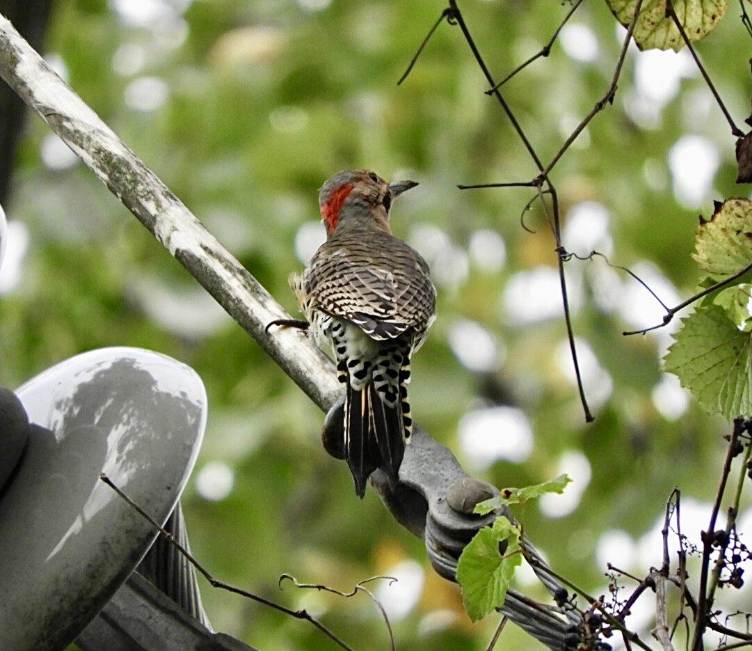 Carpintero Escapulario - ML483908231