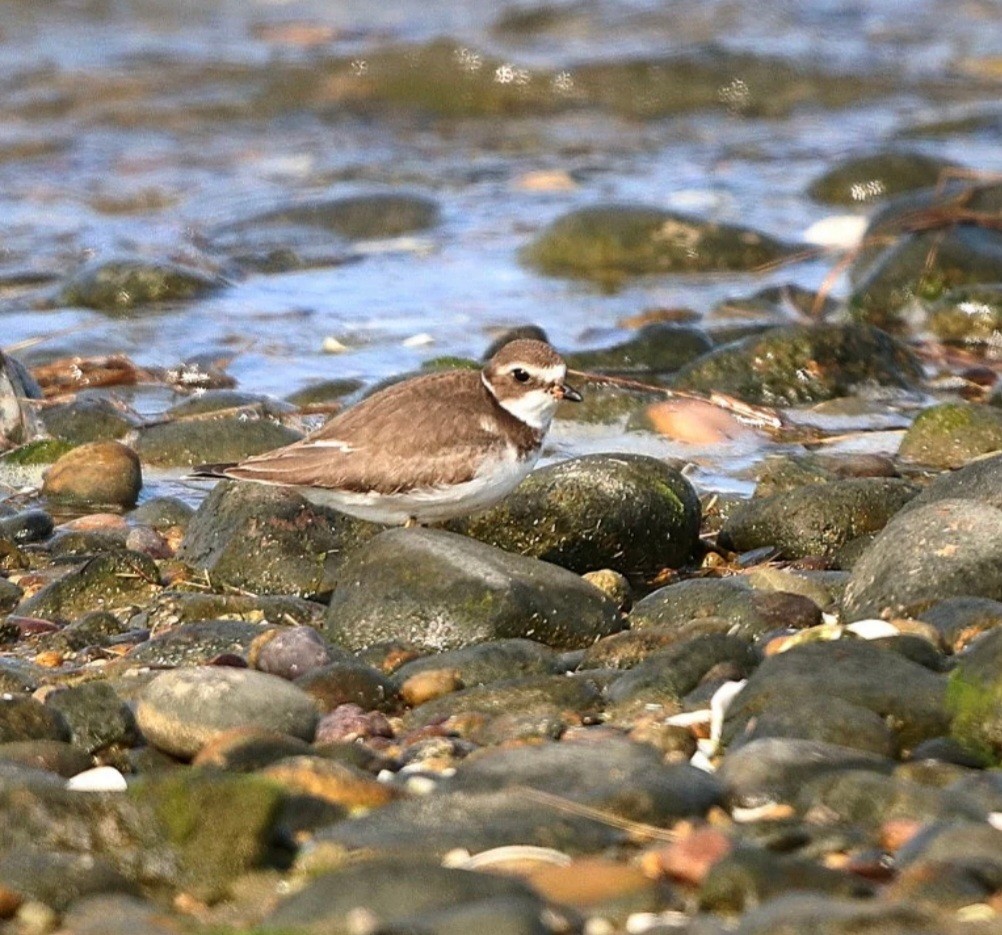 Semipalmated Plover - ML483908271