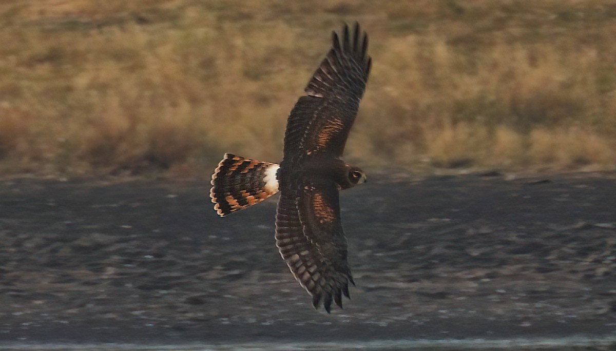 Northern Harrier - ML483908491