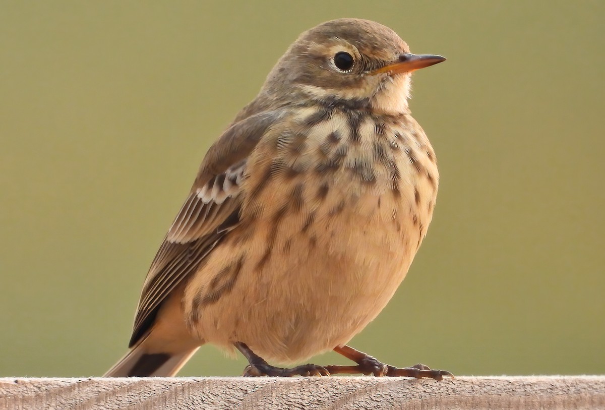 American Pipit - ML483908591