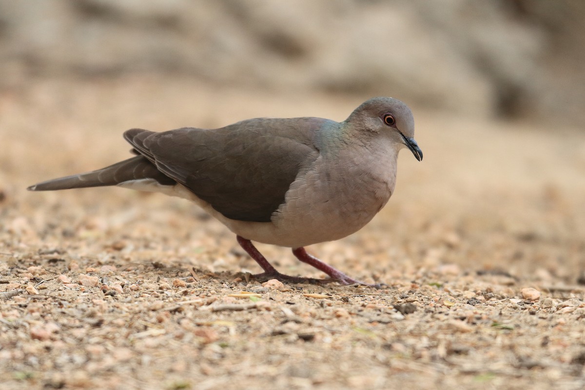 White-tipped Dove - James McKenzie