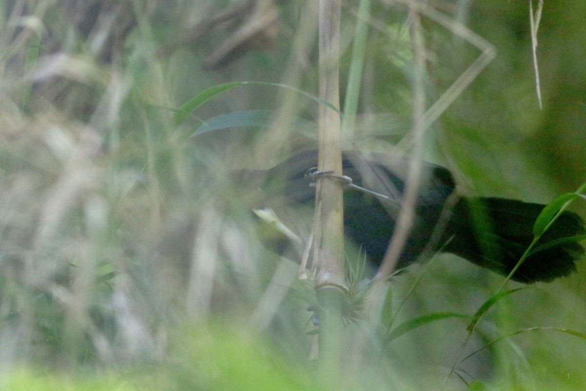 Cassique à bec jaune (holosericeus/flavirostris) - ML48390951