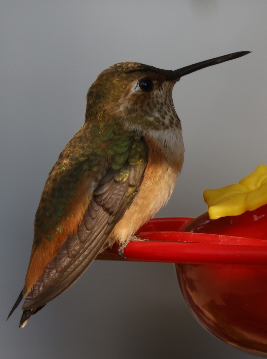 Rufous Hummingbird - Scott Ray