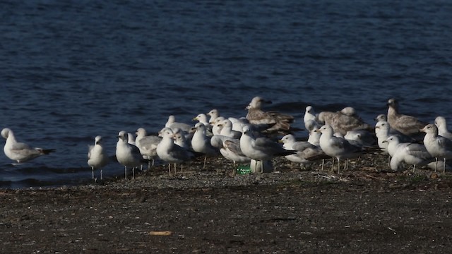 Ring-billed Gull - ML483910