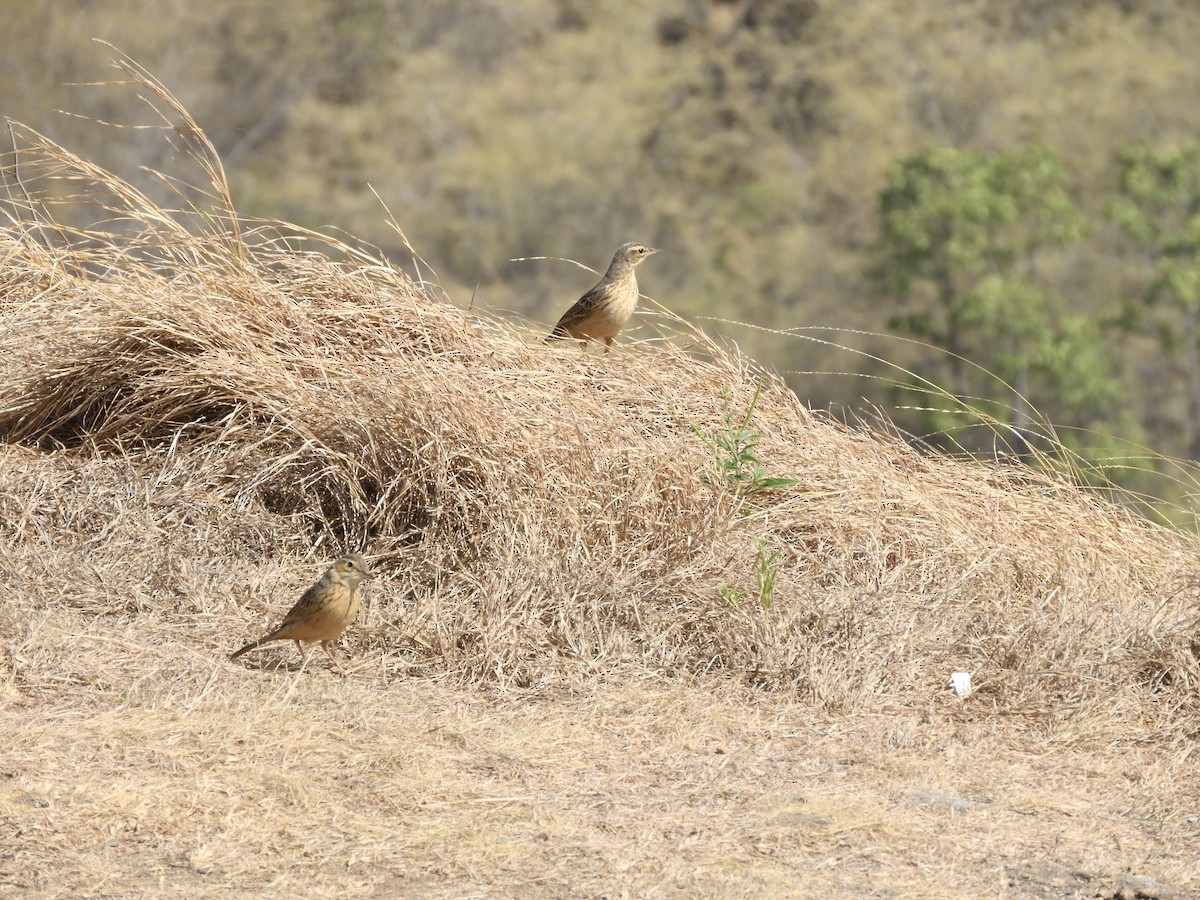 Paddyfield Pipit - Vineeth Kartha