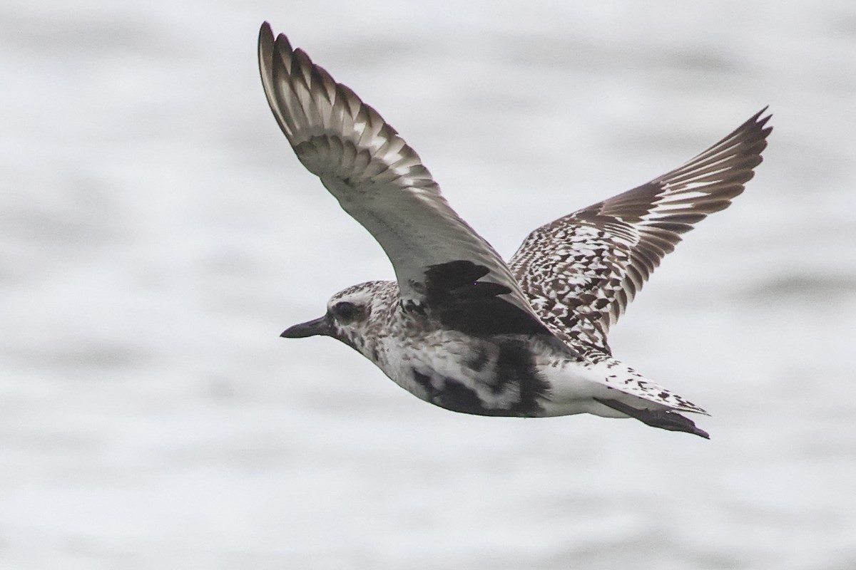 Black-bellied Plover - ML483913131