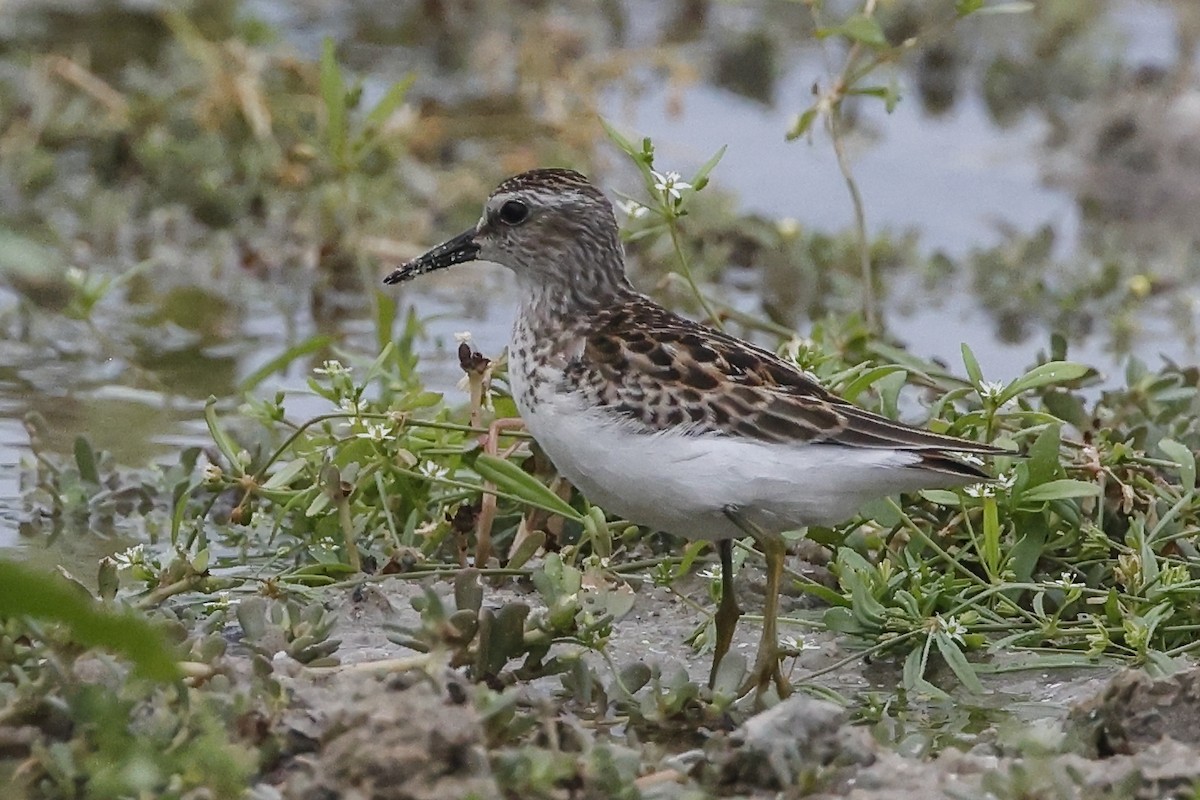 Least Sandpiper - ML483913831