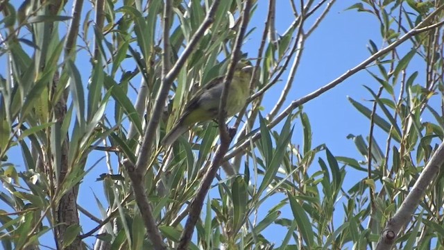 להבית ססגונית - ML483914471