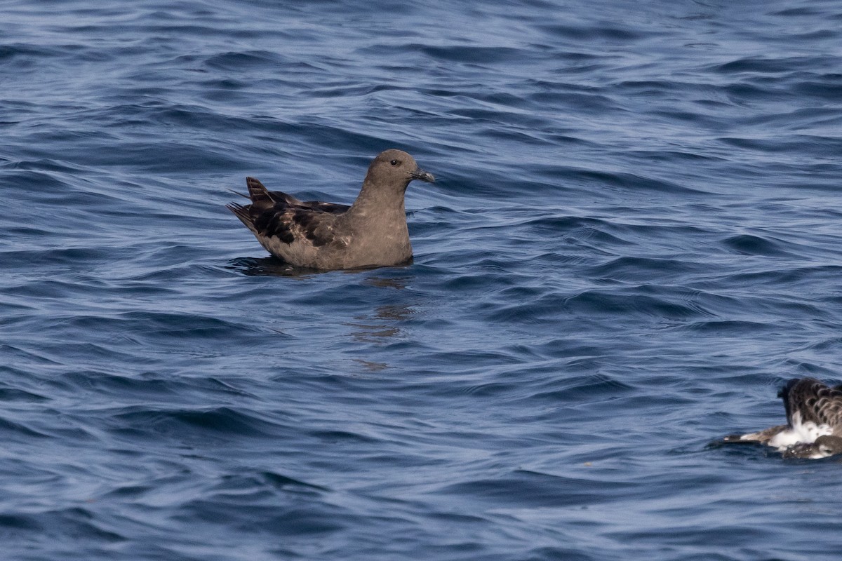 South Polar Skua - ML483914991