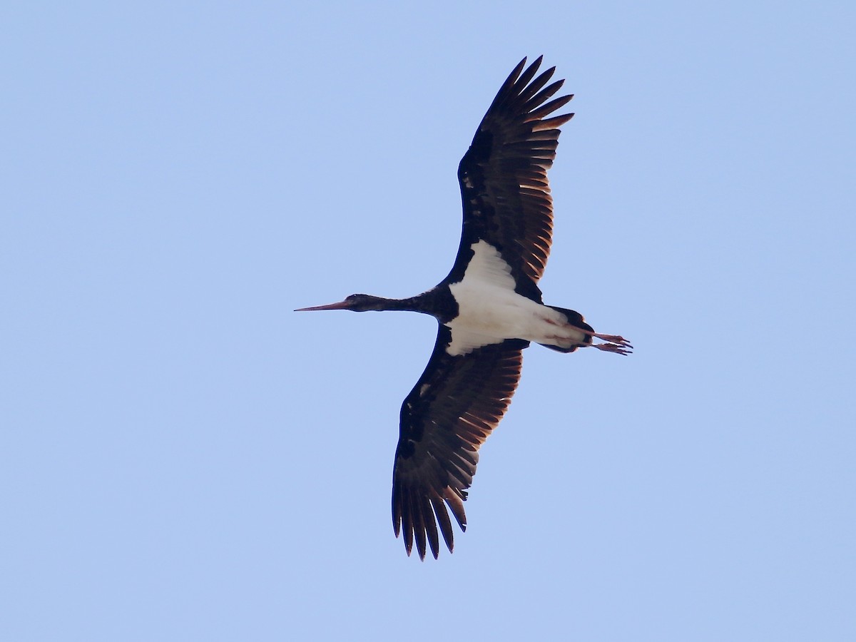 Black Stork - ML48391561