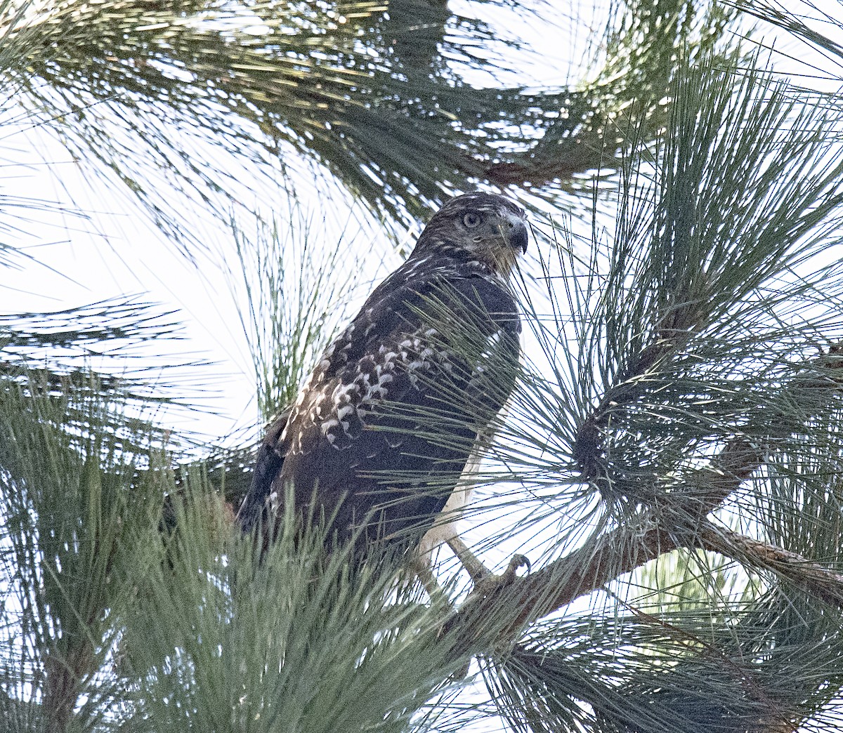 Rotschwanzbussard - ML483915871