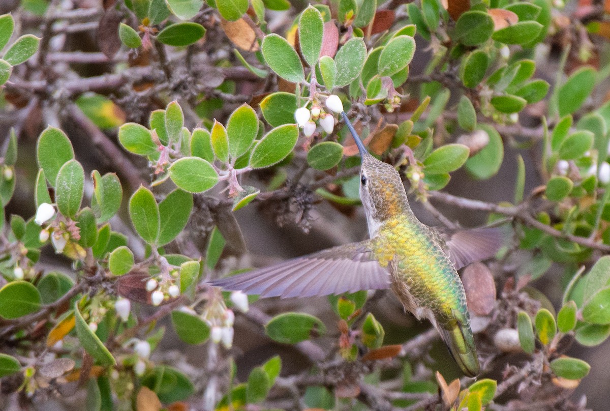 Anna's Hummingbird - ML483916311