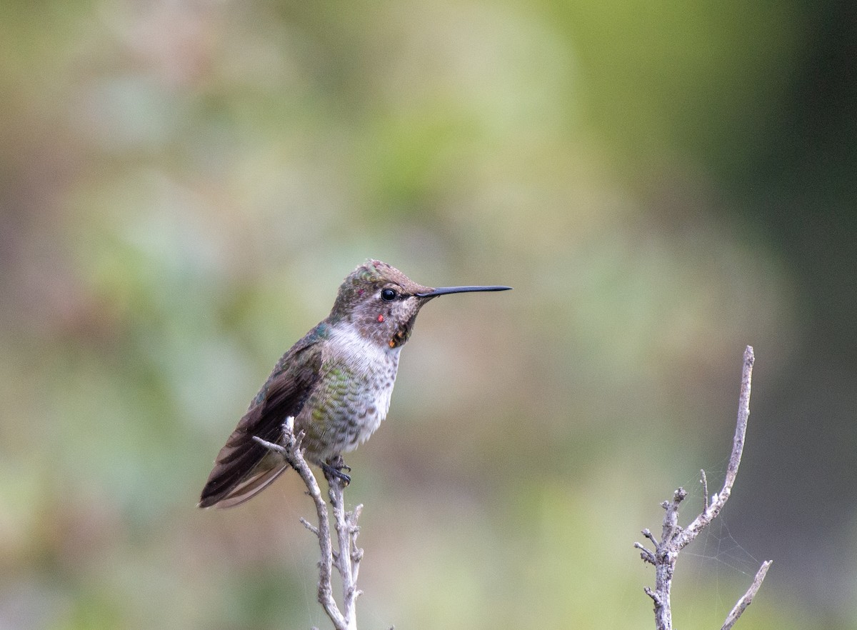 Anna's Hummingbird - ML483916461