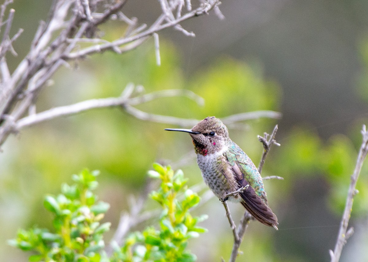 Anna's Hummingbird - ML483916471