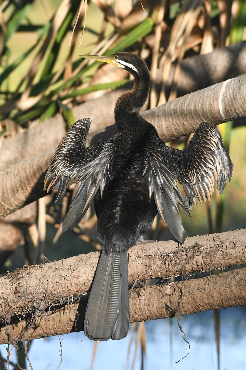 Australasian Darter - Scott Linnane