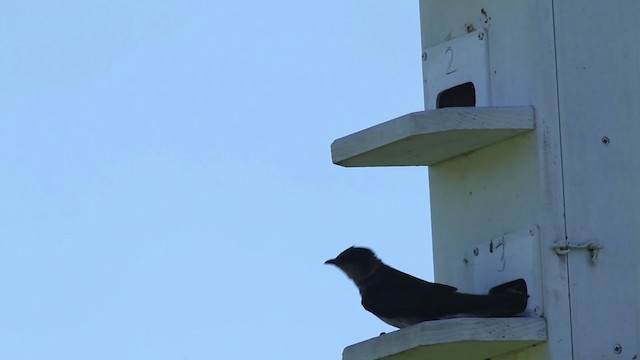 Purple Martin - ML483917