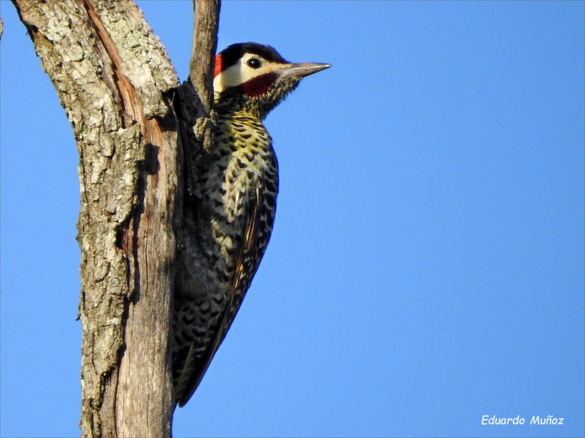Green-barred Woodpecker - Hermann Eduardo Muñoz