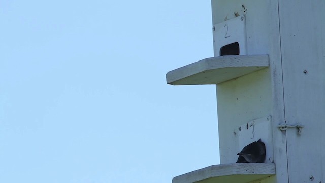 Purple Martin - ML483918