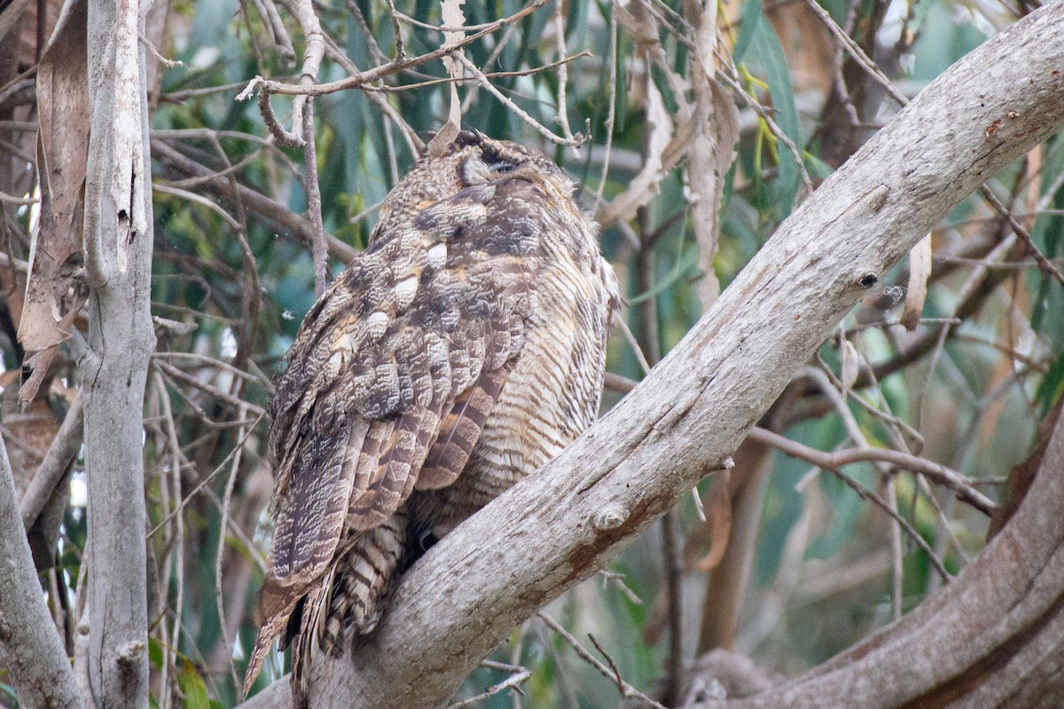 Great Horned Owl - ML483918471