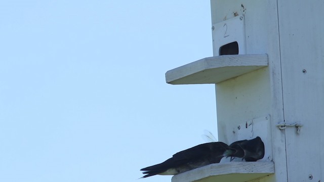 Purple Martin - ML483919