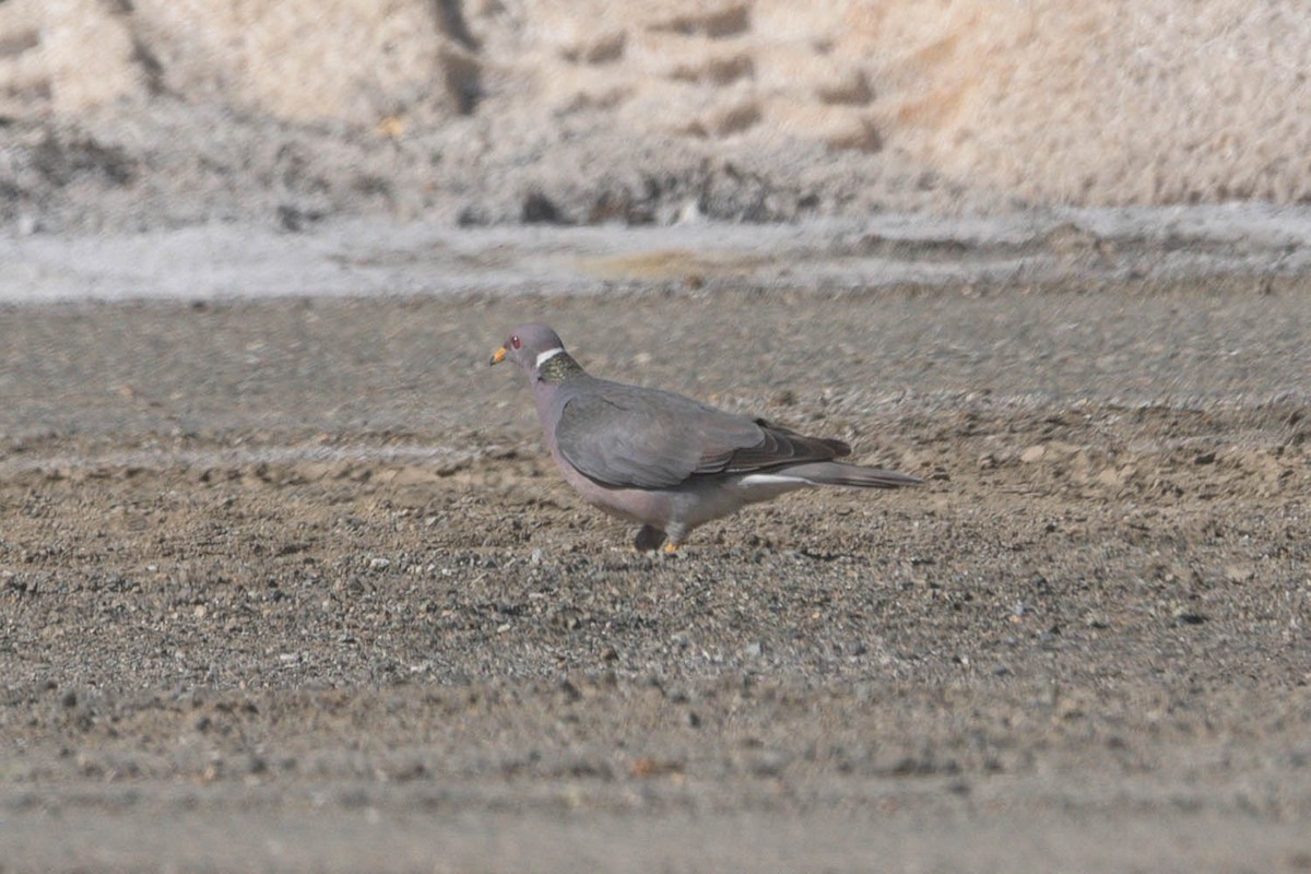 Band-tailed Pigeon - ML483919521