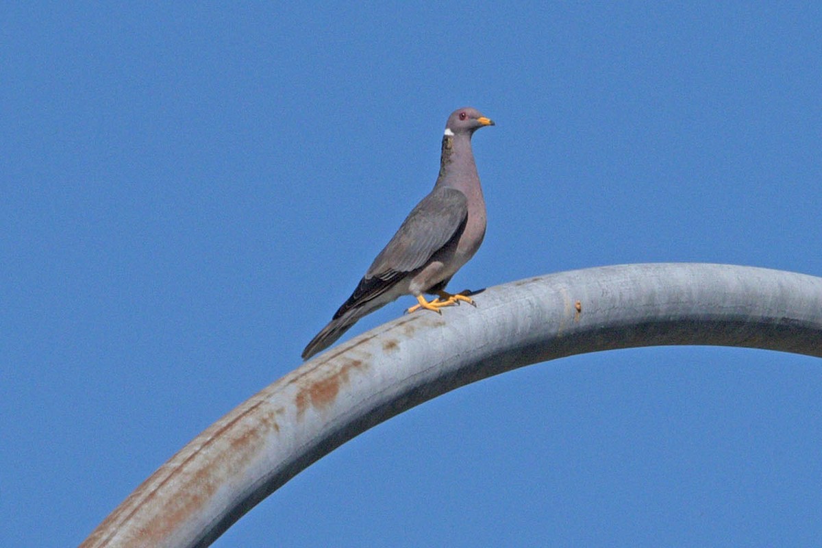 Band-tailed Pigeon - ML483919531