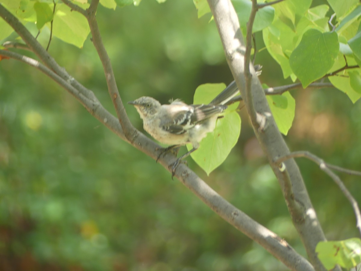 Northern Mockingbird - ML483919601