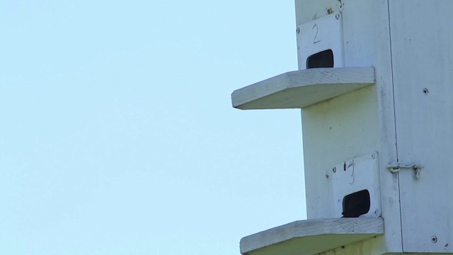 Purple Martin - ML483920