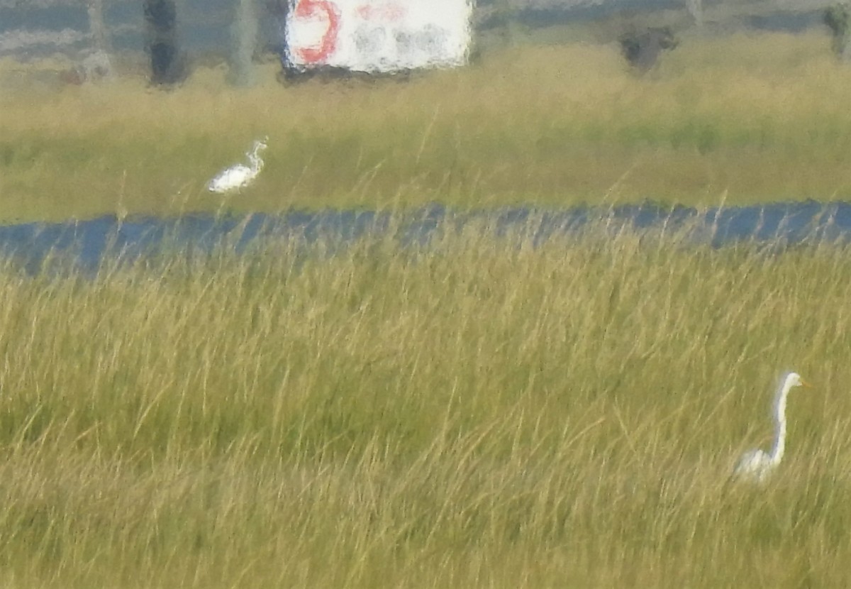 Great Egret - ML483920221