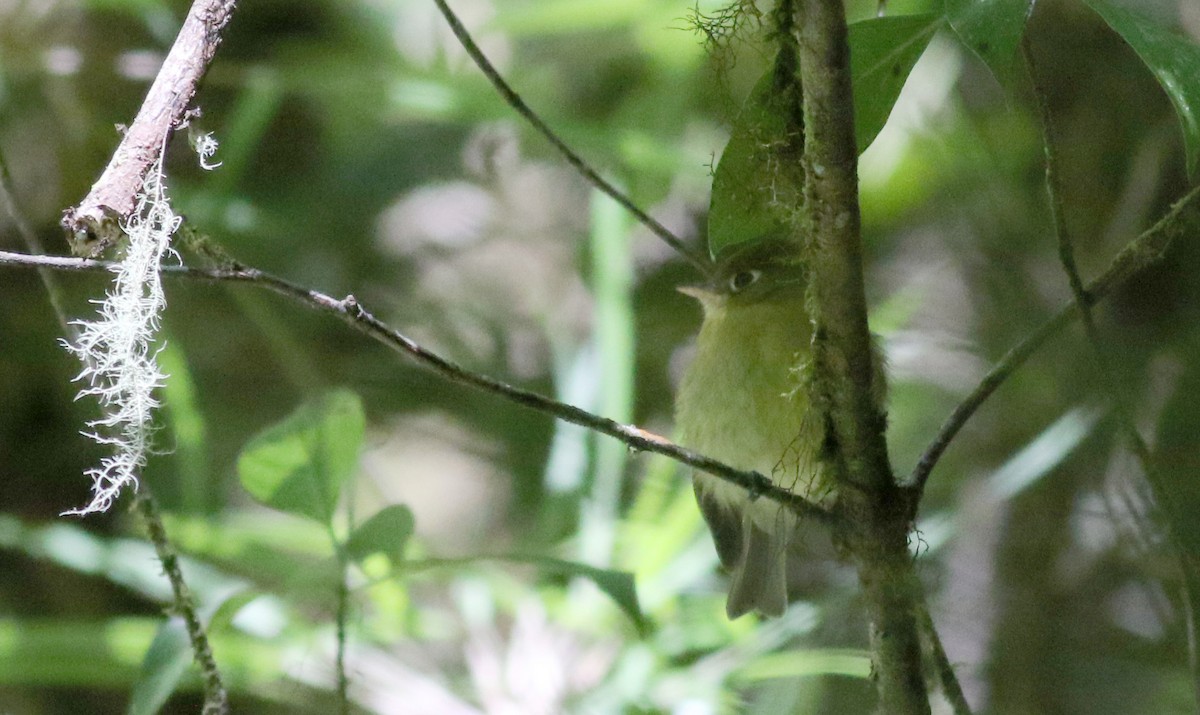 Yellowish Flycatcher - ML48392041