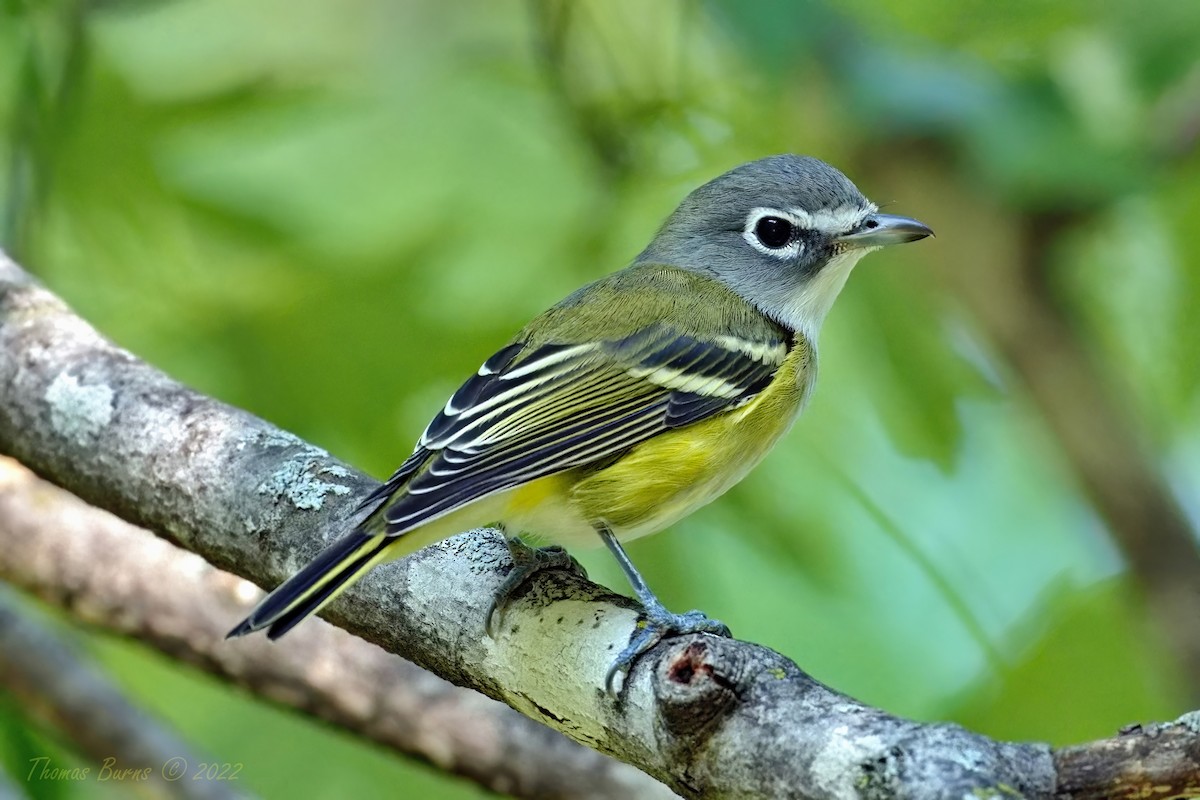 Blue-headed Vireo - ML483922011