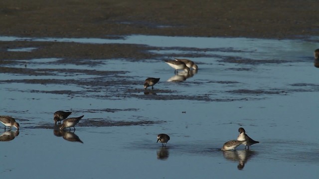 Semipalmated Sandpiper - ML483923