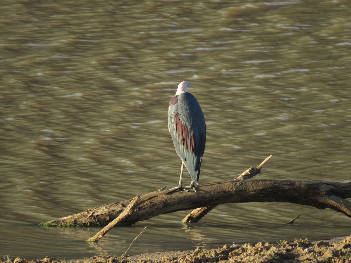 Pacific Heron - ML483923611