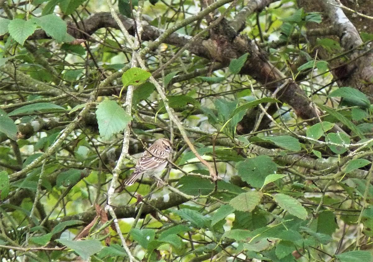 Lark Sparrow - ML483924311