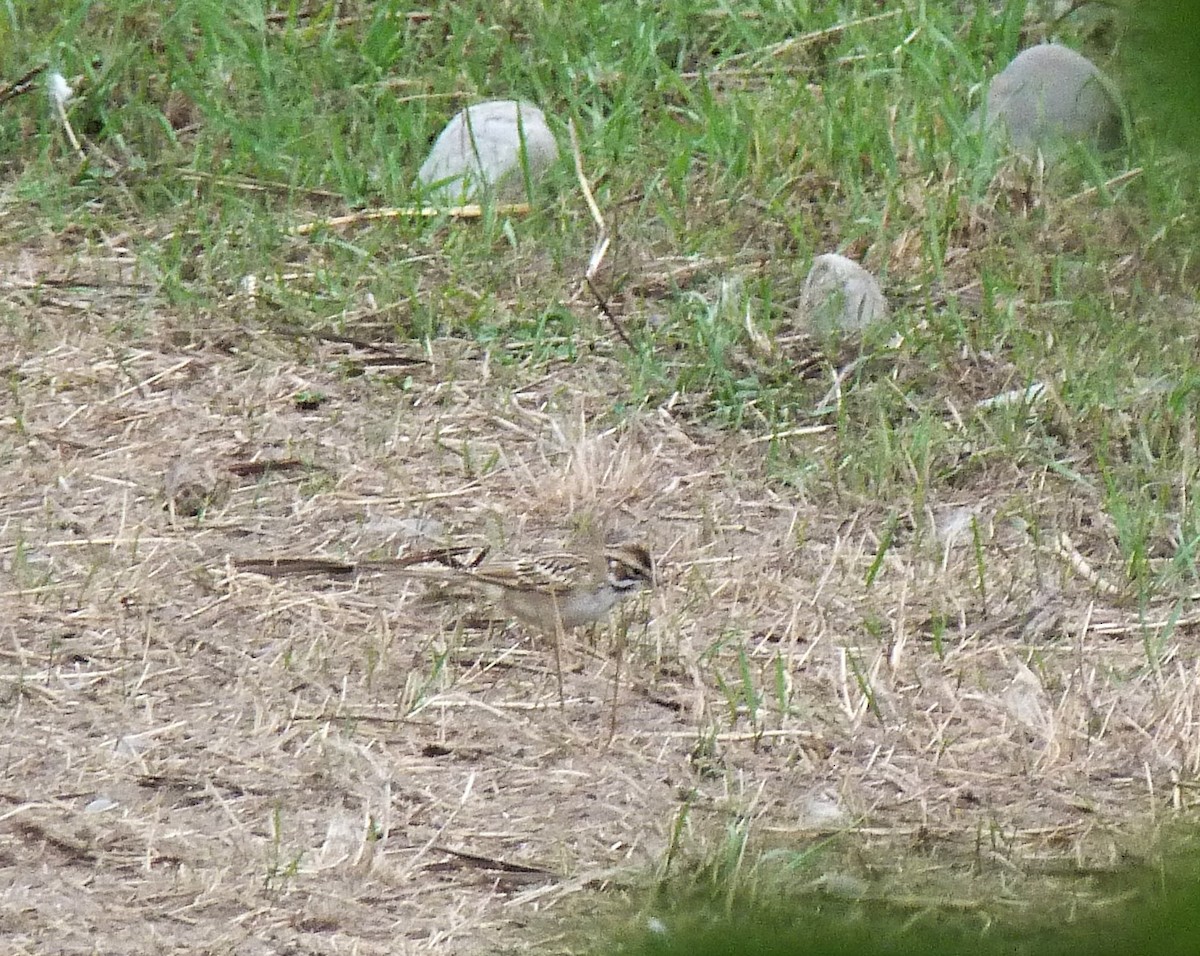 Lark Sparrow - ML483924321