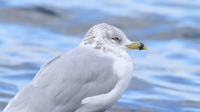 Gaviota de Delaware - ML483925