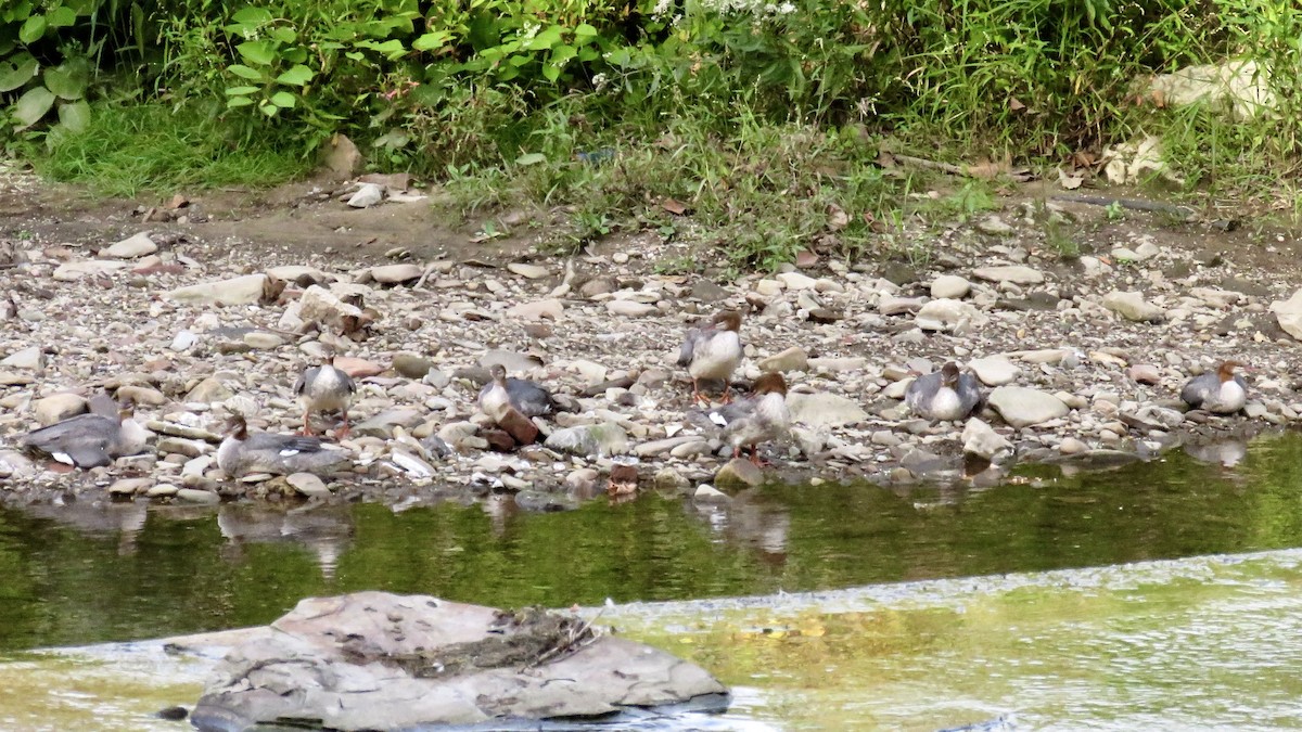 Common Merganser - ML483925001