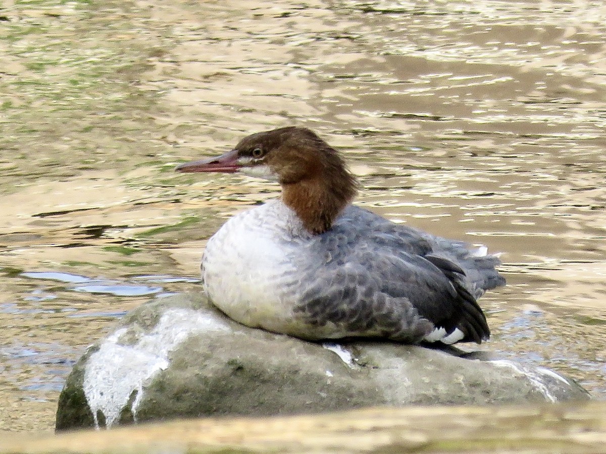 Common Merganser - ML483925091