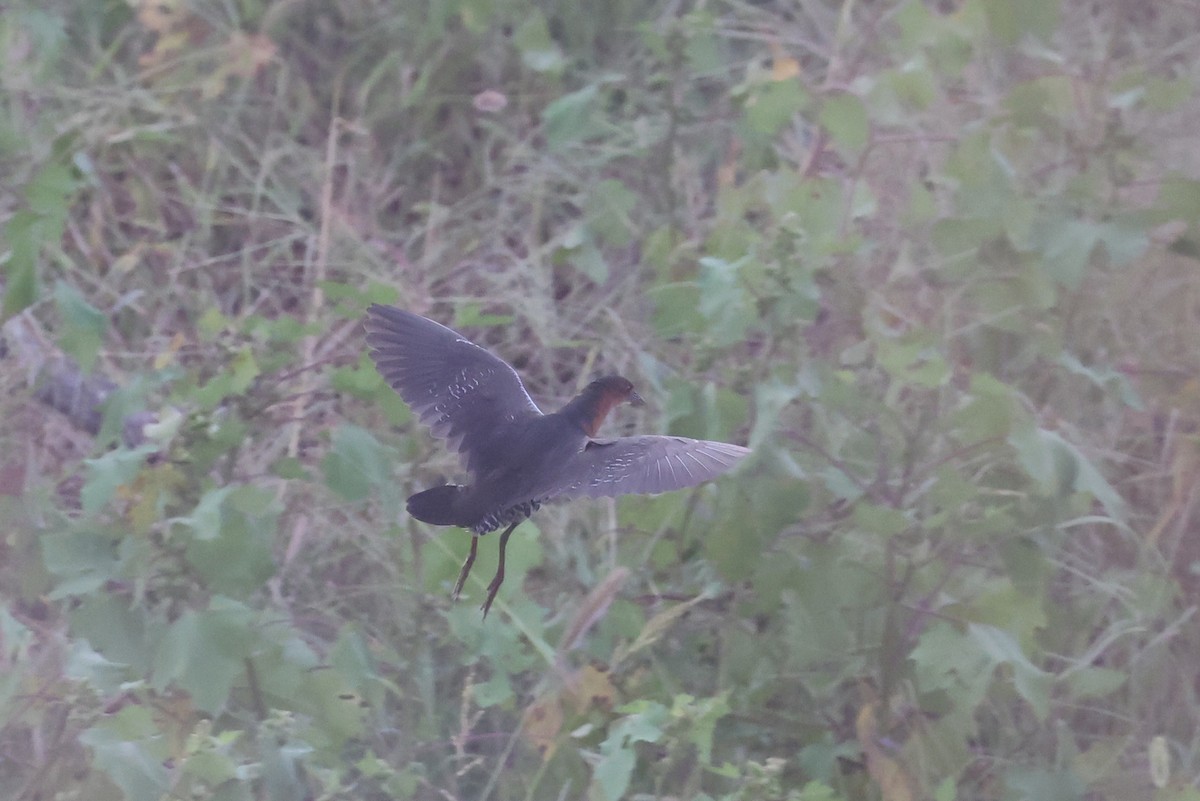 Band-bellied Crake - ML483925921