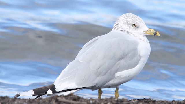 Gaviota de Delaware - ML483926